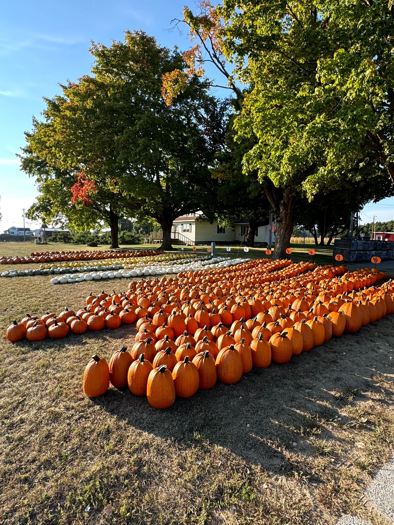 Rows of pumpkins at Bush's Apples
